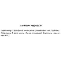 Эхинокактус радуга ø12 h20 см