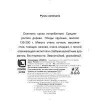 Груша обыкновенная Осенняя Яковлева h200 см Поиск Инвест