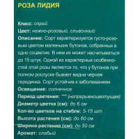 Розы полиантовые в ассортименте