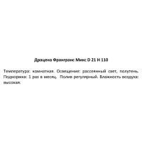 Драцена Фрагранс микс ø21 h110 см Росток