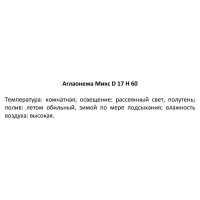 Аглаонема микс ø17 h60 см Росток