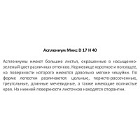 Асплениум микс ø17 h40 см Росток