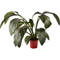 Спатифиллум сенсация ø24 h140 см Росток