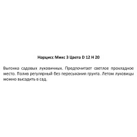 Нарцисс микс ø12 h20 см