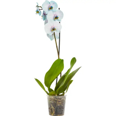 Орхидея Фаленопсис Чудо природы ø12 h70 см