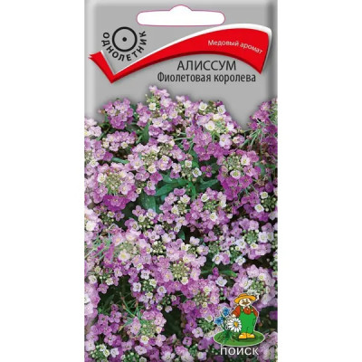 Семена цветов Поиск алиссум Фиолетовая королева