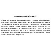 Саженец Жасмин садовый ø20 h120 см Поиск инвест