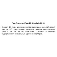 Роза плетистая Байкал ø19 h55 см