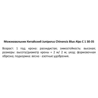 Можжевельник китайский Блю Алпс ø14 h45 см