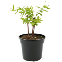 Жимолость съедобная Фиалка 20-30 см