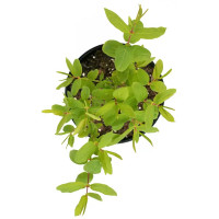 Жимолость съедобная Фиалка 20-30 см