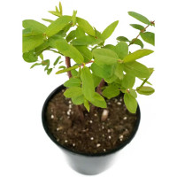 Жимолость съедобная Фиалка 20-30 см