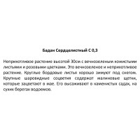 Бадан сердцелистный 15 см