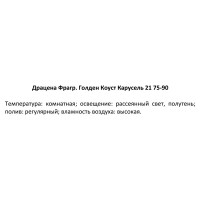 Драцена голден коаст карусель ø21 h75 см