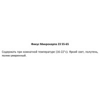 Фикус Микрокарпа ø23 h55 см