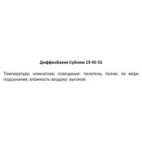 Диффенбахия Сублим ø19 h45 см