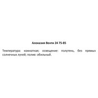 Алоказия Венти ø24 h75 см