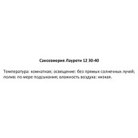 Сансевиерия Лауренти ø12 h30 см