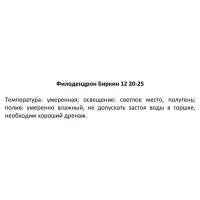 Филодендрон Биркин ø12 h20 см