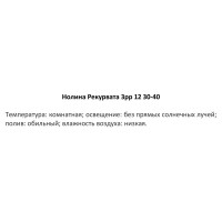 Нолина Рекурвата 3рр ø12 h30 см