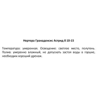 Нертера Астрид ø8 h10 см