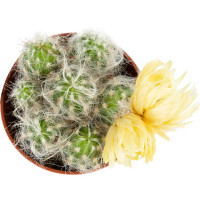 Кактус микс с сухоцветом ø5 h6 см