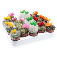 Кактус микс с сухоцветом ø5 h6 см