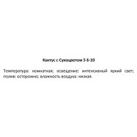 Кактус микс с сухоцветом ø5 h6 см