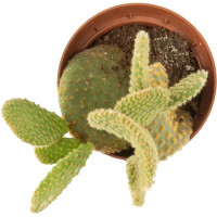 Кактус Опунция ø9 h10 см