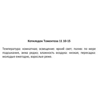 Котиледон Томентоза ø11 h10 см