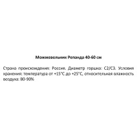 Можжевельник обыкновенный Репанда ø19 см h40-60 см