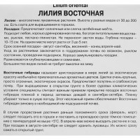 Лилия восточная Мах Лотус Джой