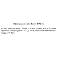 Можжевельник Блю Карпет h20-40 см