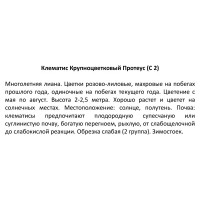 Клематис крупноцветковый Протеус ø17 h50 см