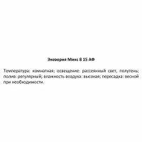 Драцена Маргината Магента ø12 h35-45 см