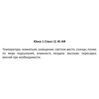 Юкка ø11 h45 см