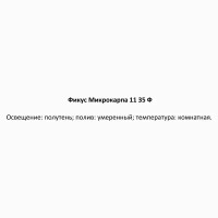 Фикус Микрокарпа ø11 h35 см