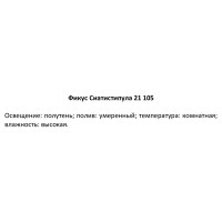 Фикус Сиатистипула ø21 h105 см