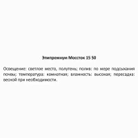 Эпипремнум Моссток ø15 h50 см