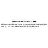 Хризалидокарпус пальма ø24 h130 см