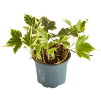 Хедера Хеликс микс ø8 h20 см