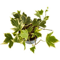 Хедера Хеликс микс ø8 h20 см