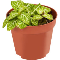 Фиттония микс ø8 h15 см