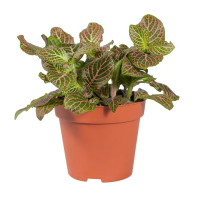 Фиттония микс ø8 h15 см