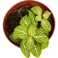 Фиттония микс ø8 h15 см