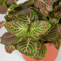 Фиттония микс ø8 h15 см