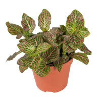 Фиттония микс ø8 h15 см