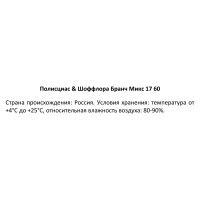 Полисциас Шеффлера Бранч микс ø17 h60 см