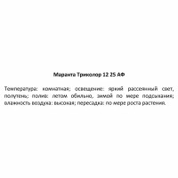 Маранта Триколор ø12 h25 см