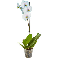 Орхидея Фаленопсис Чудо природы ø12 h70 см